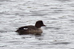 Bucephala