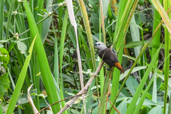 Grey-Headed Munia photo 3
