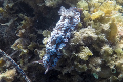 Dendrodoris