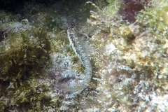 Omobranchus germaini