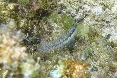 Omobranchus germaini