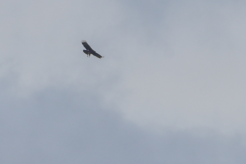 Gurney's Eagle (Aquila gurneyi), photo 10