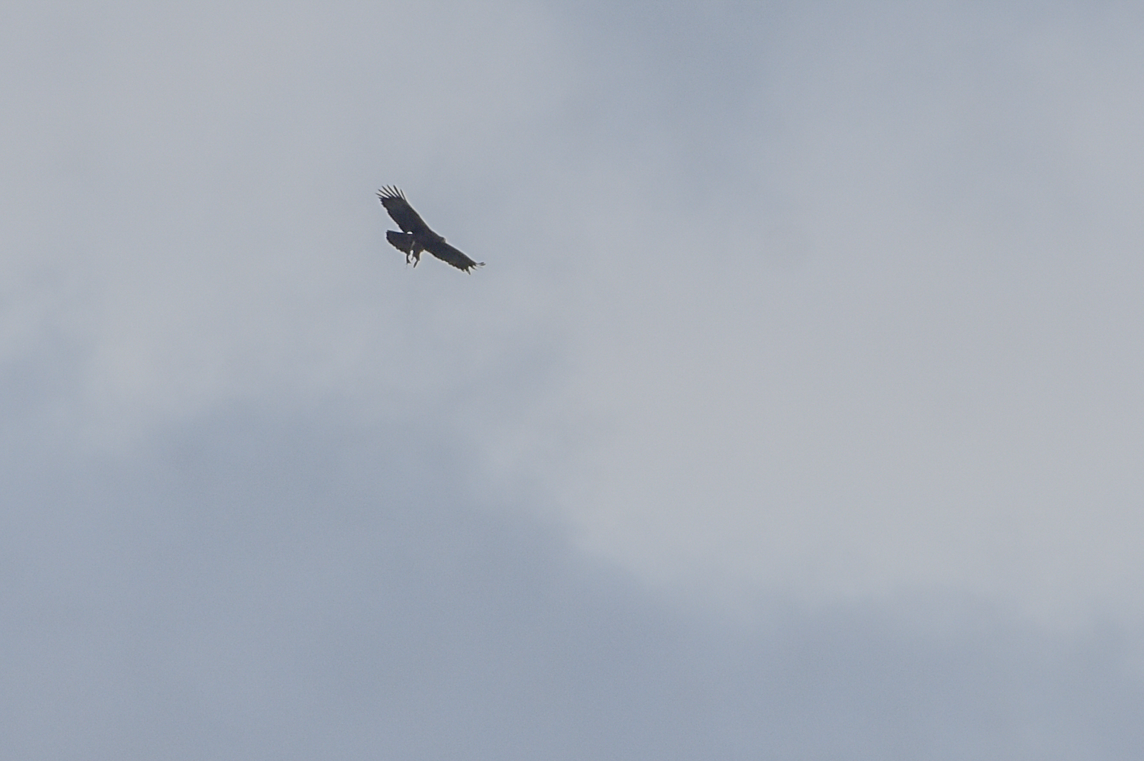 Gurney's Eagle (Aquila gurneyi), photo 3