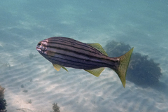 Helotes octolineatus