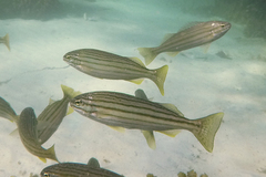 Helotes octolineatus