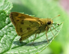 Polites vibex praeceps