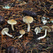 Inocybe chondroderma - Photo (c) RHMorrison, some rights reserved (CC BY-NC), uploaded by RHMorrison
