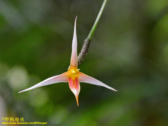Bulbophyllum macrochilum