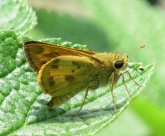 Polites vibex praeceps