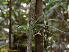 Bulbophyllum macrochilum