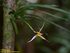 Bulbophyllum macrochilum