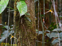 Bulbophyllum macrochilum