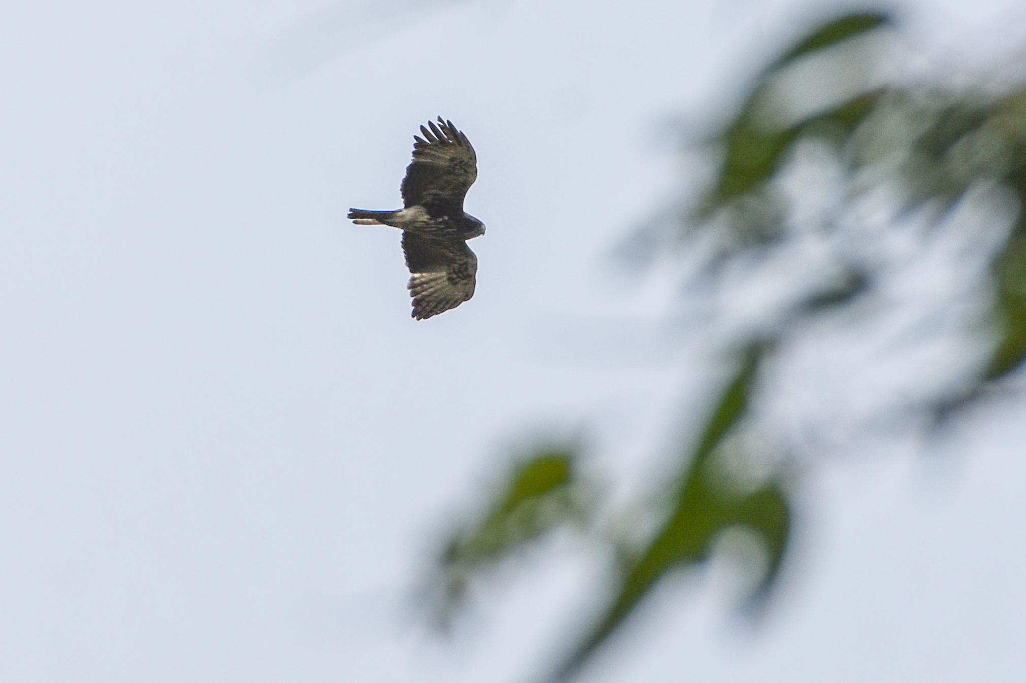 Pygmy Eagle (Hieraaetus weiskei), photo 7
