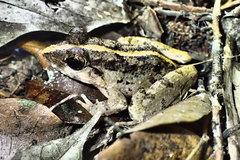 Limnonectes microdiscus