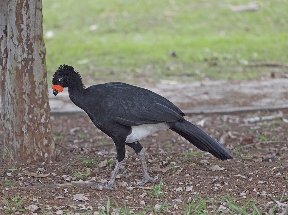 Red-billed Curassow photo