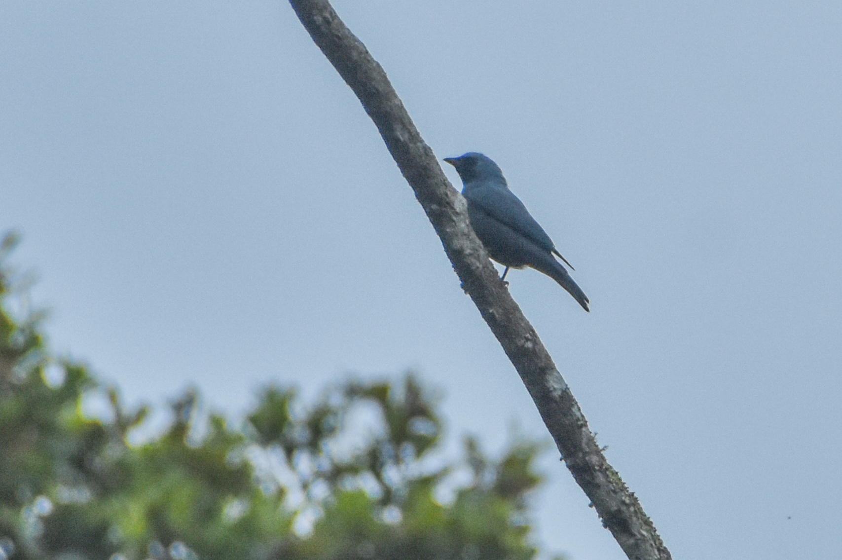 Boyer's Cuckooshrike (Coracina boyeri), photo 10