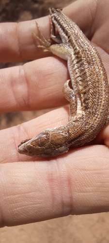 Hardegger's Orangetail Lizard