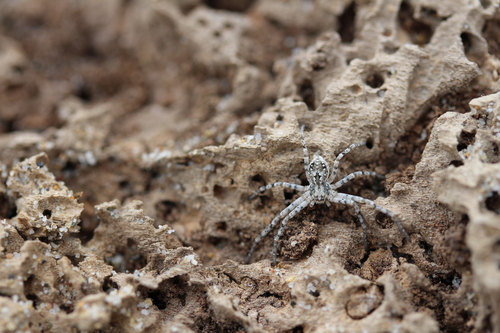 Sand Running Spider, Port-Saint-Louis-du-Rhône, France, photo 10 of 10