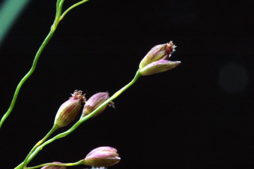 Isachne globosa iNat (3)