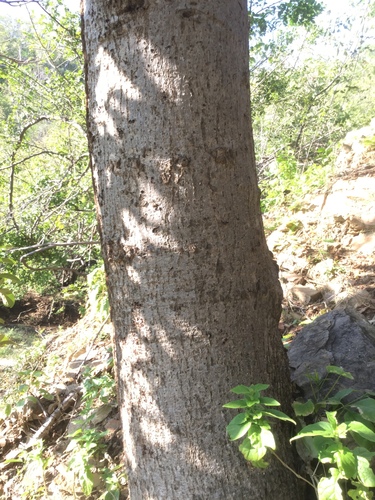 Image of Spondias purpurea by (c) Erick Vélez Sánchez, some rights reserved (CC BY)