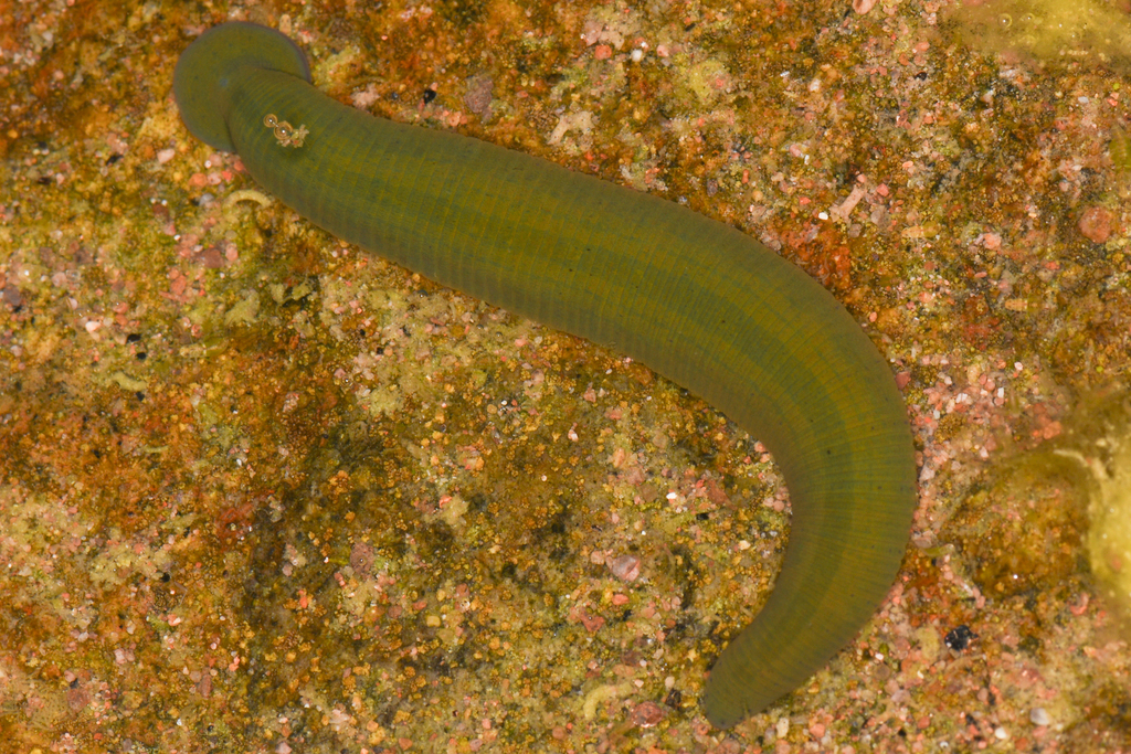 Limnobdella mexicana