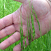 Jointed Goat Grass - Photo (c) RJ Taylor, some rights reserved (CC BY-NC), uploaded by RJ Taylor