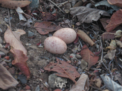 Pauraque photo 6