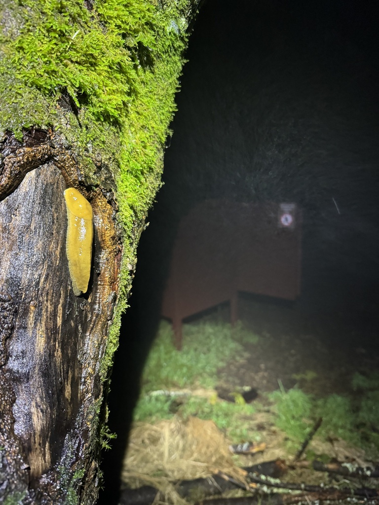 Button's Banana Slug from Phillip Burton Wilderness, Inverness, CA, US ...