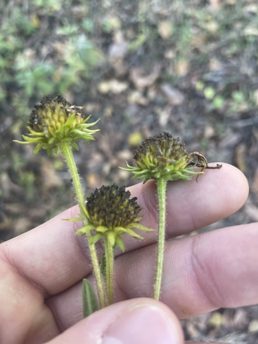 Helianthus simulans, photograph 2