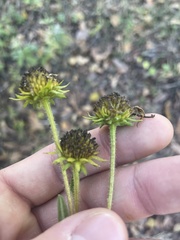 Helianthus simulans, photograph author not stated, no rights reserved