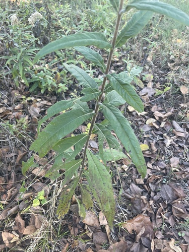 Helianthus simulans, photograph 4