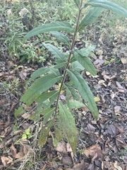 Helianthus simulans, photograph author not stated, no rights reserved