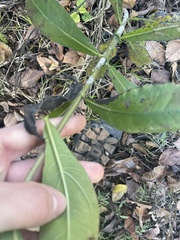 Helianthus simulans, photograph author not stated, no rights reserved