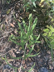 Helianthus simulans, photograph author not stated, no rights reserved