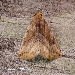 Rivula striatura