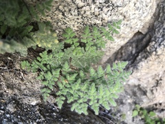 Myriopteris parryi image
