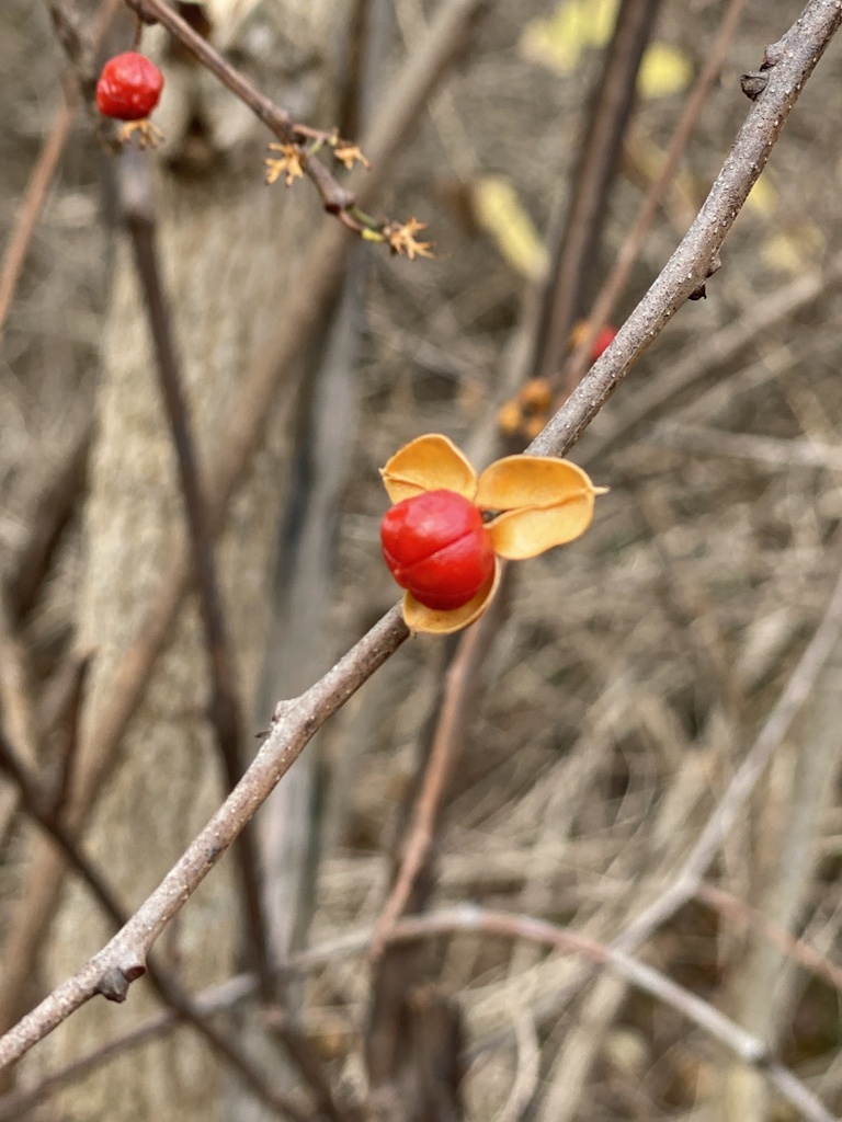 Oriental bittersweet from ster, NY, US on November 28, 2023 at 0325