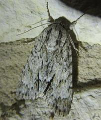 Acronicta rubricoma