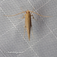 Pyroderces