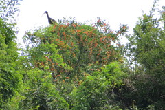 Citharexylum montevidense