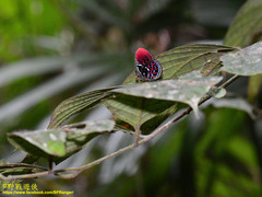 Paralaxita