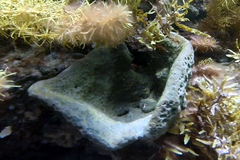 Irciniidae
