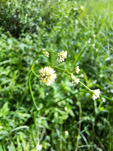 Pfaffia glomerata (Spreng.) Pedersen