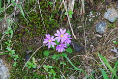 Primula cuneifolia