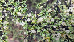 Coprosma microcarpa