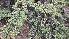 Coprosma microcarpa