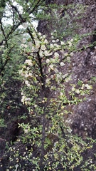 Coprosma microcarpa