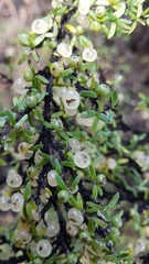 Coprosma microcarpa