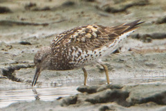 Calidris virgata × tenuirostris