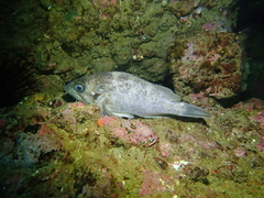 Sebastes atrovirens